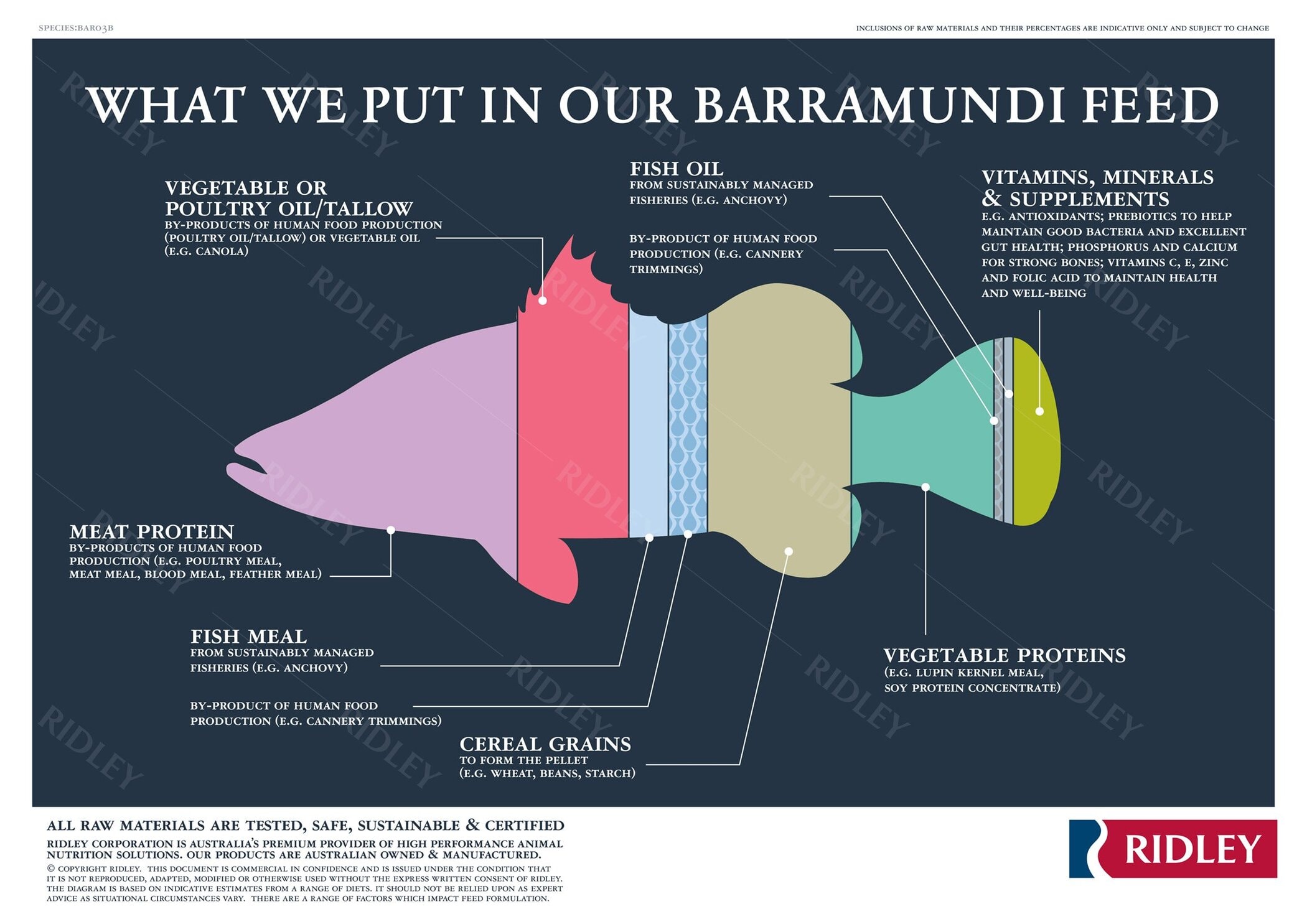 What do barramundi eat? An interview with Ridley